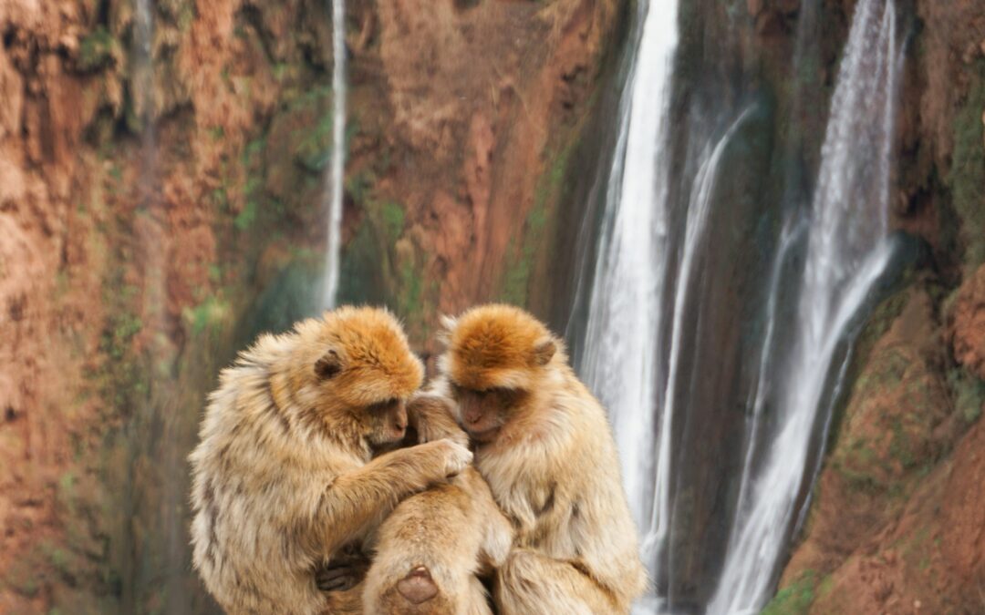 Private 1-Day Trip to Ouzoud Waterfalls from Marrakech