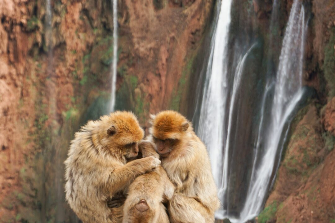 Private 1-Day Trip to Ouzoud Waterfalls from Marrakech